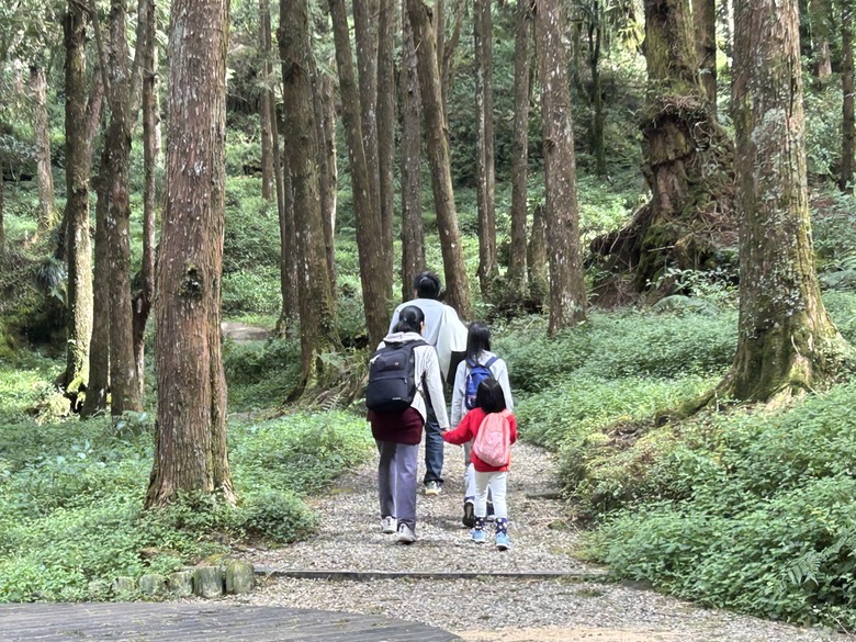 阿里山森遊健行「水山療癒步道、台灣難抵極」