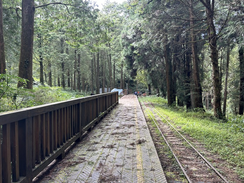 阿里山森遊健行「水山療癒步道、台灣難抵極」