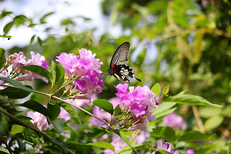 Canon RF 28-70mm f/2.8 IS STM 評測報告｜老佳平民鏡皇、不僅便攜更有防手震加持！