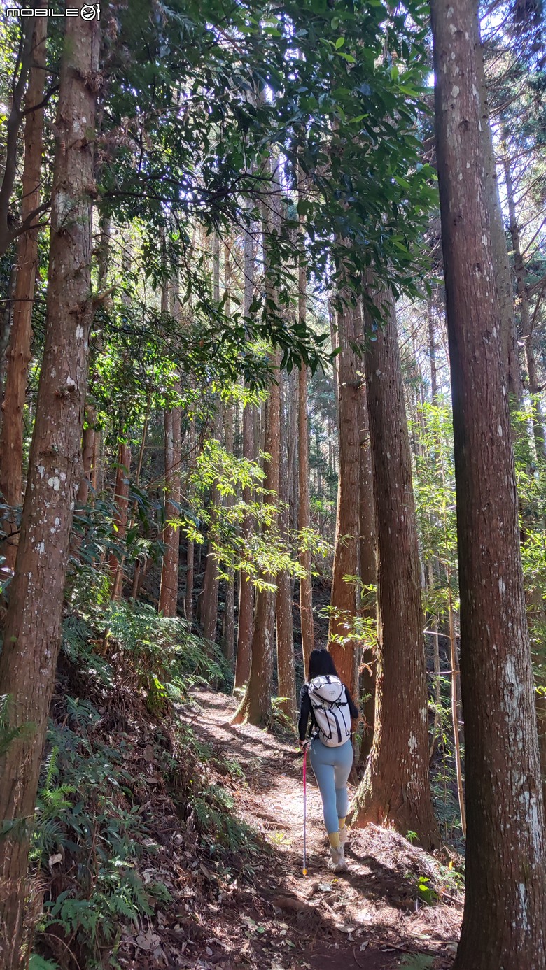 100分森林浴感 | 人潮稀少路線 | 新竹五峰 | 民都有山-面托油山