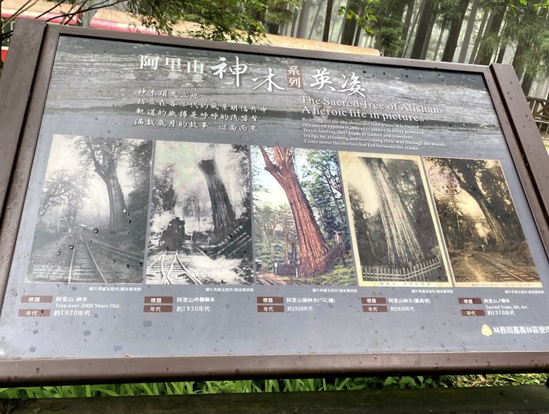 阿里山森遊漫步走(下)有夠遠的部落-里佳
