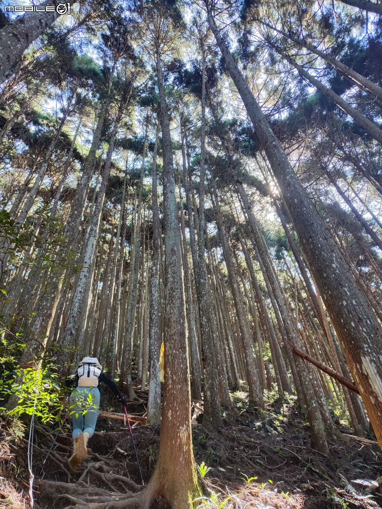 100分森林浴感 | 人潮稀少路線 | 新竹五峰 | 民都有山-面托油山