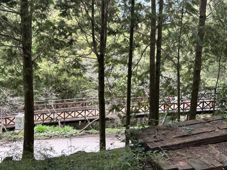 阿里山森遊健行「水山療癒步道、台灣難抵極」