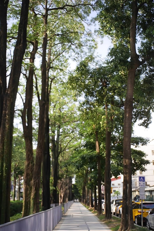 騎小布去看新社花海｜高鐵烏日站→中興嶺→東豐綠廊→潭雅神綠園道→筏子溪單車道