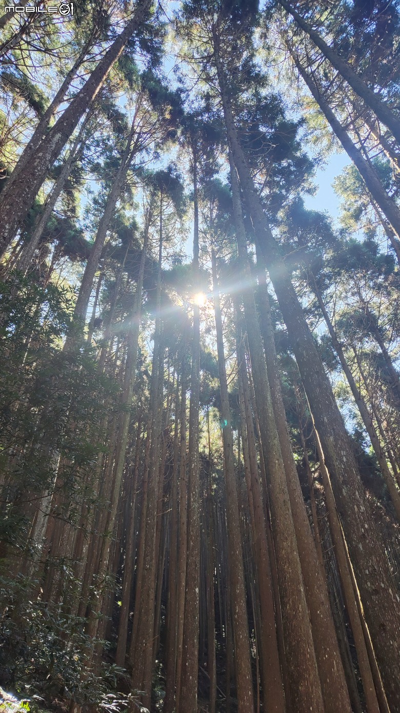 100分森林浴感 | 人潮稀少路線 | 新竹五峰 | 民都有山-面托油山