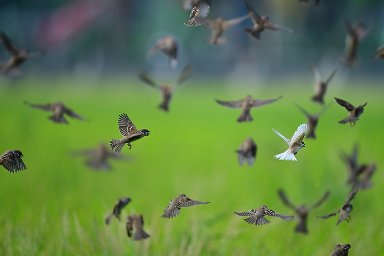 Z6III開箱Nikon 640TC南州白麻雀