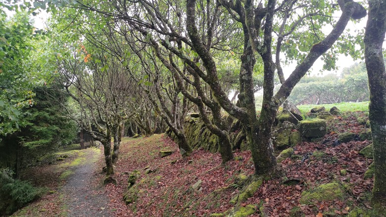 點我看大圖 【遊記】夸父逐日想跑贏太陽,大漠逐日是想看日出,阿里山國家森林遊樂區 (祝山線) - 大漠國渡