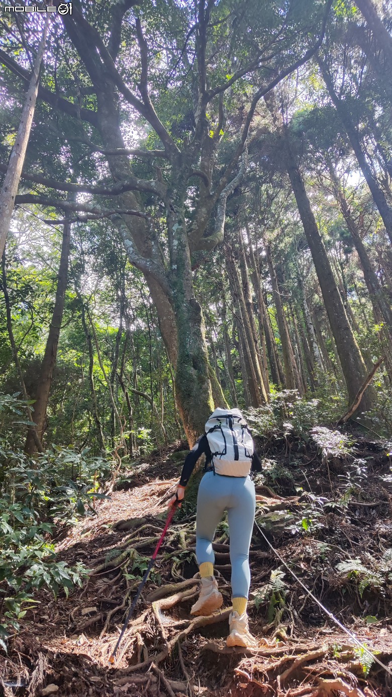 100分森林浴感 | 人潮稀少路線 | 新竹五峰 | 民都有山-面托油山