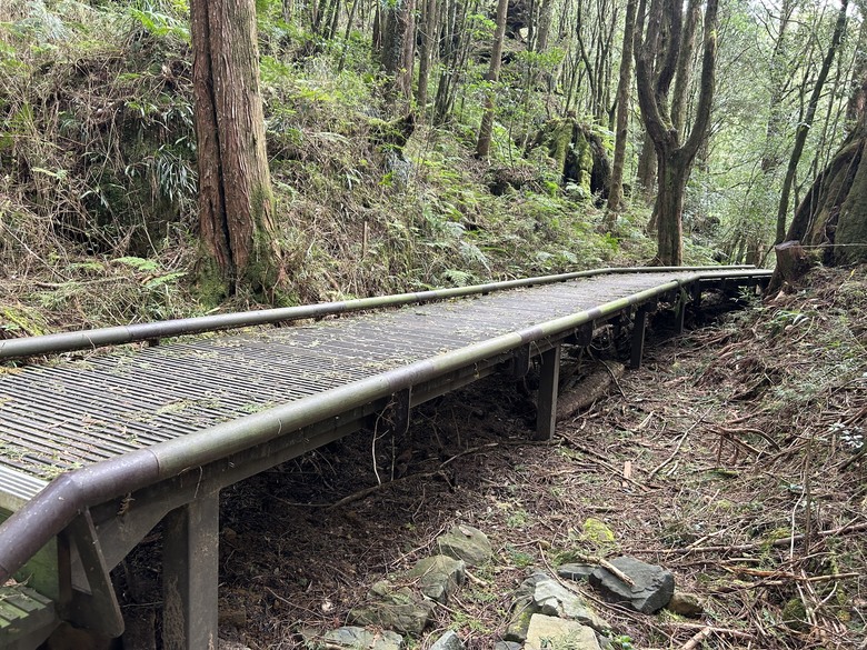 阿里山森遊健行「水山療癒步道、台灣難抵極」