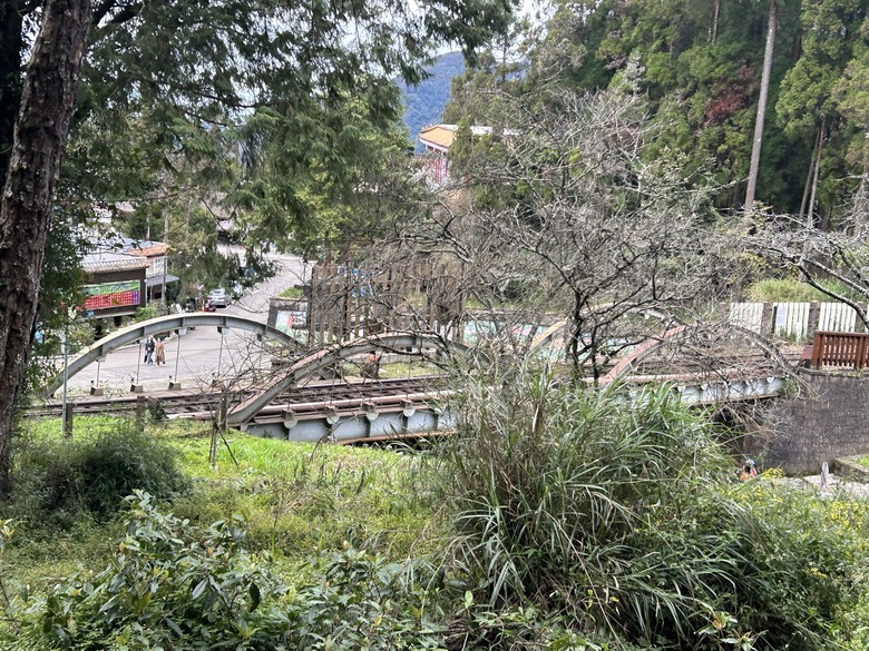 阿里山森遊健行「水山療癒步道、台灣難抵極」