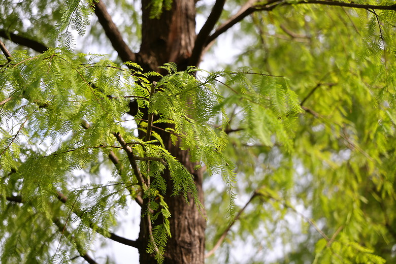 Canon RF 28-70mm f/2.8 IS STM 評測報告｜老佳平民鏡皇、不僅便攜更有防手震加持！