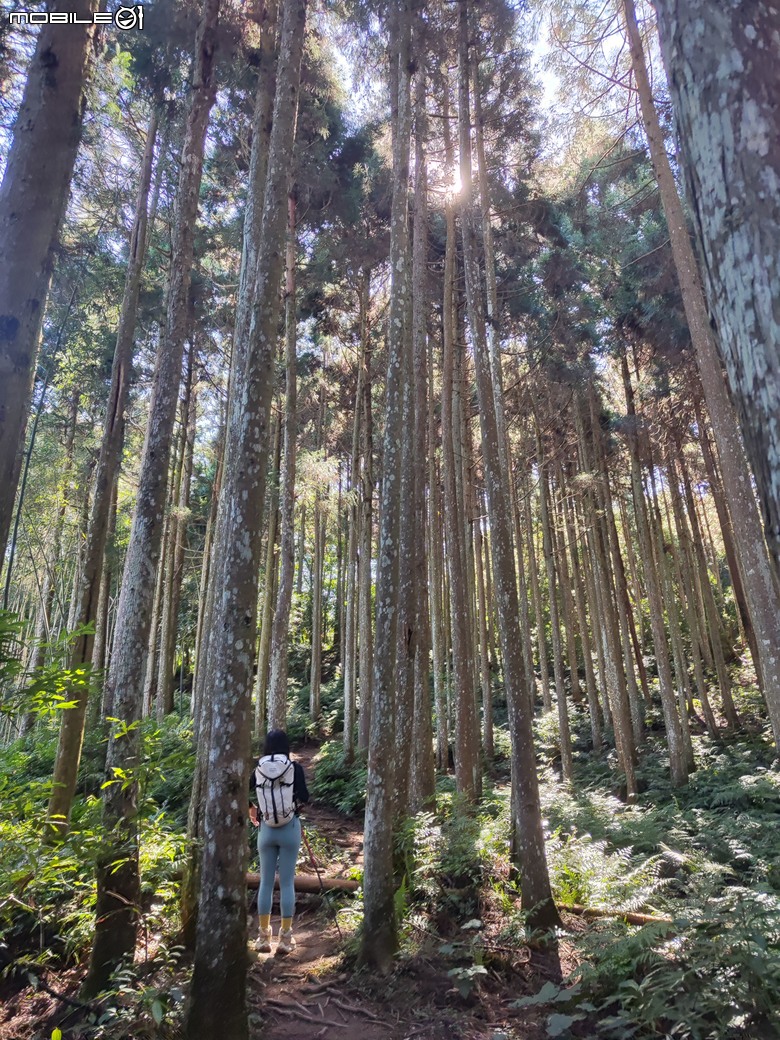 100分森林浴感 | 人潮稀少路線 | 新竹五峰 | 民都有山-面托油山