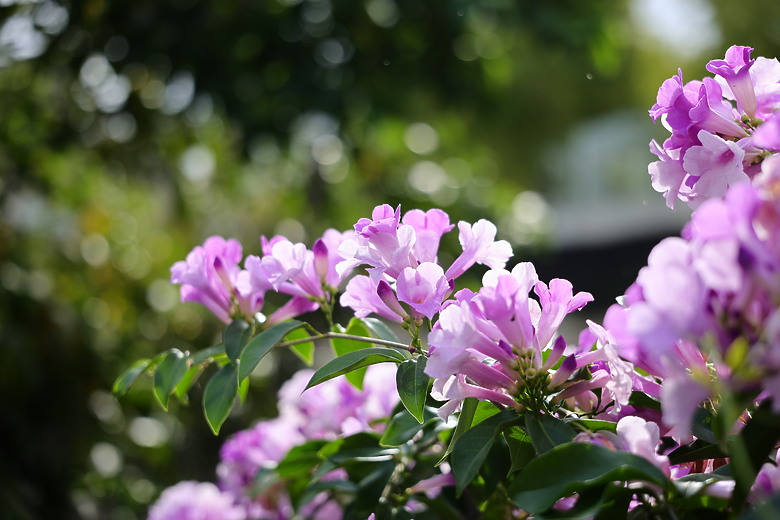 Canon RF 28-70mm f/2.8 IS STM 評測報告｜老佳平民鏡皇、不僅便攜更有防手震加持！