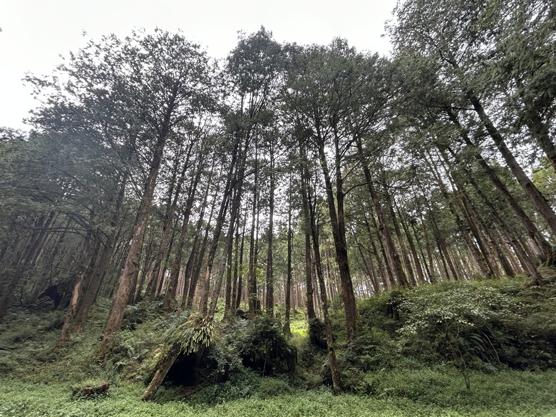 阿里山森遊健行「水山療癒步道、台灣難抵極」