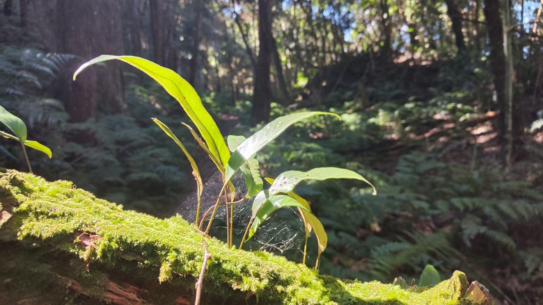 100分森林浴感 | 人潮稀少路線 | 新竹五峰 | 民都有山-面托油山