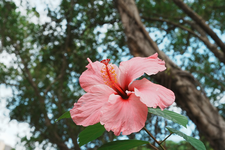Sony FE 28-70mm f/2 GM 評測報告｜新世代全能鏡皇、由我定義！