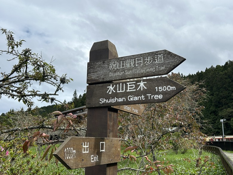 阿里山森遊健行「水山療癒步道、台灣難抵極」