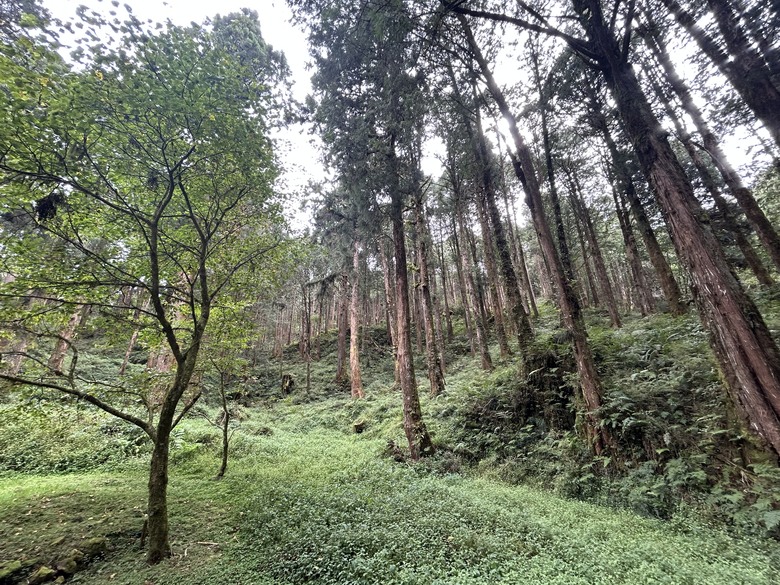 阿里山森遊健行「水山療癒步道、台灣難抵極」