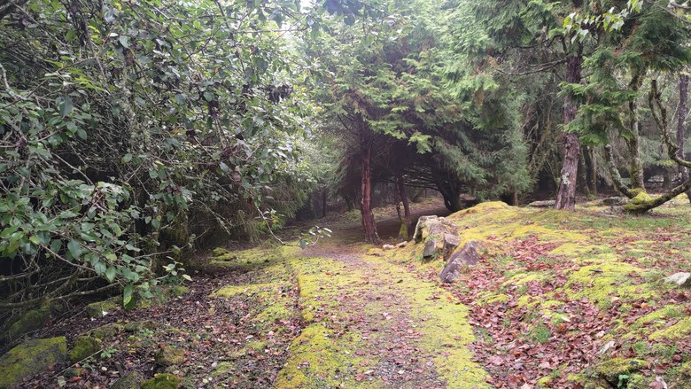 點我看大圖 【遊記】夸父逐日想跑贏太陽,大漠逐日是想看日出,阿里山國家森林遊樂區 (祝山線) - 大漠國渡