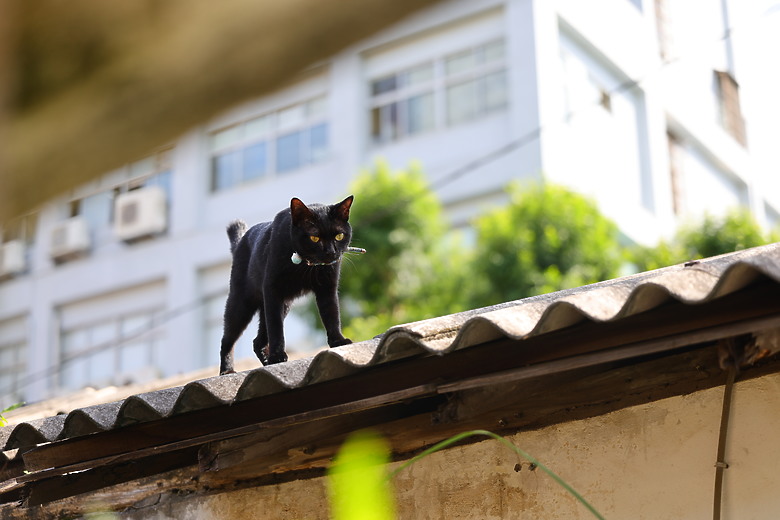 Canon RF 28-70mm f/2.8 IS STM 評測報告｜老佳平民鏡皇、不僅便攜更有防手震加持！