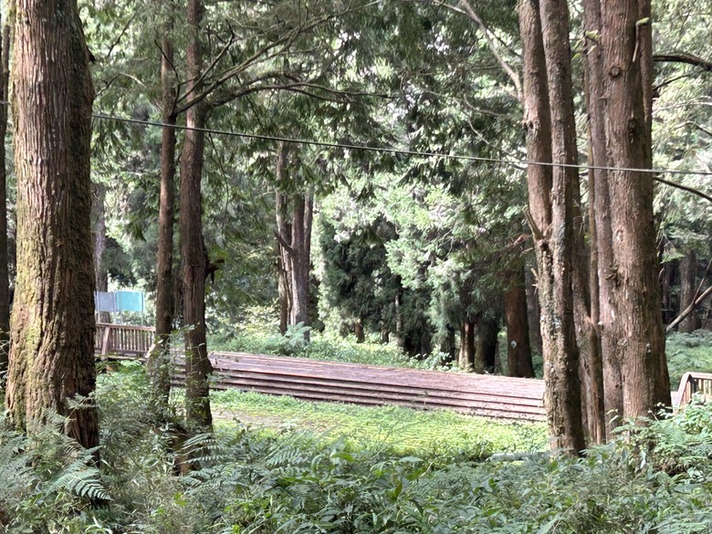 阿里山森遊健行「水山療癒步道、台灣難抵極」