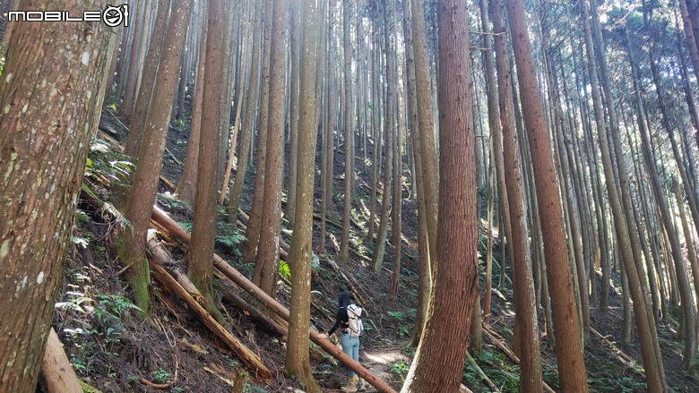 100分森林浴感 | 人潮稀少路線 | 新竹五峰 | 民都有山-面托油山