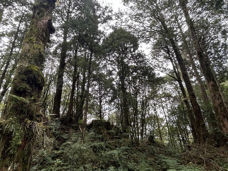阿里山森遊健行「水山療癒步道、台灣難抵極」