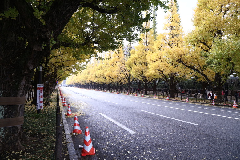東京 神宮外苑イチョウ並木