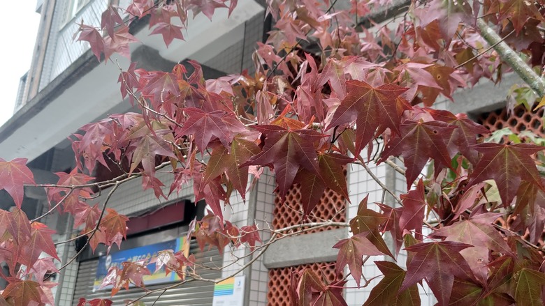 點我看大圖 【遊記】夸父逐日想跑贏太陽,大漠逐日是想看日出,阿里山國家森林遊樂區 (祝山線) - 大漠國渡