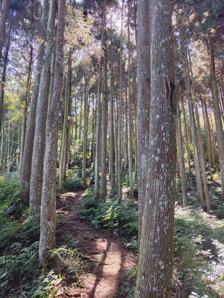 100分森林浴感 | 人潮稀少路線 | 新竹五峰 | 民都有山-面托油山