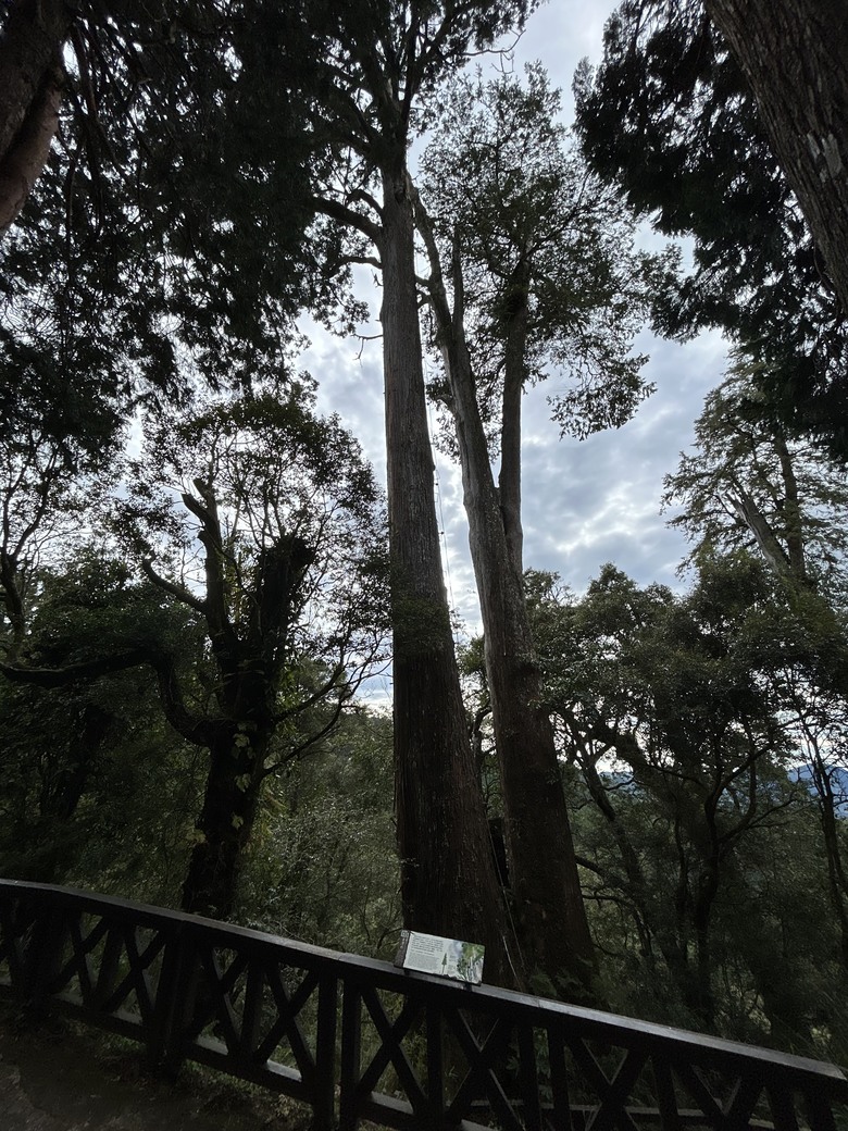 阿里山森遊漫步走(下)有夠遠的部落-里佳