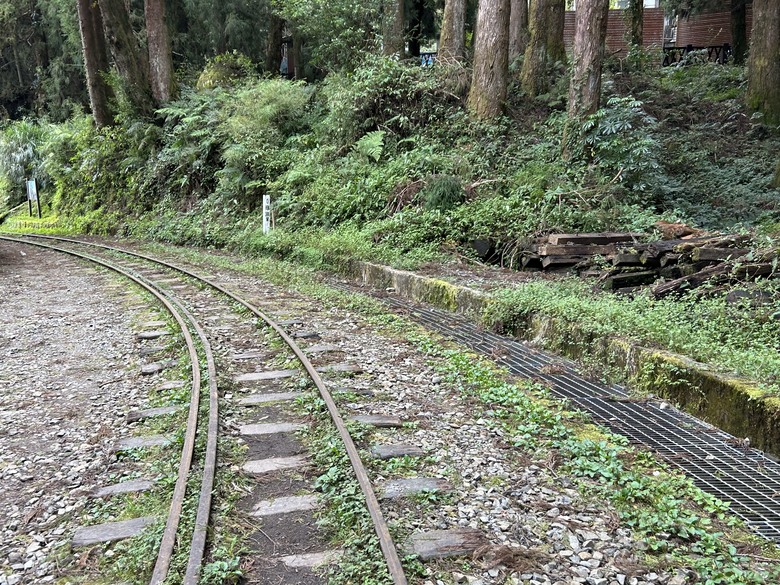 阿里山森遊健行「水山療癒步道、台灣難抵極」
