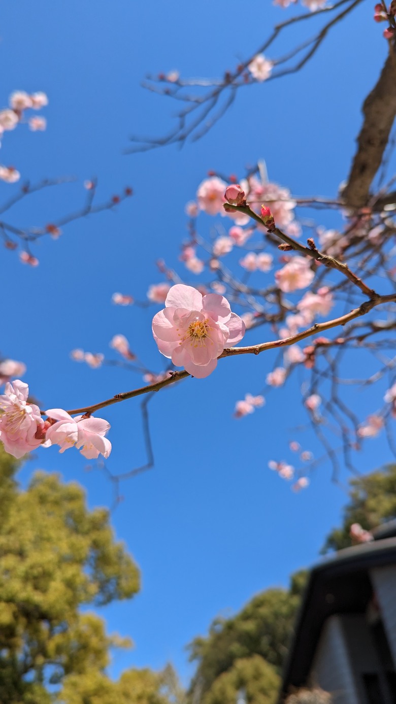 福岡太宰府天滿宮