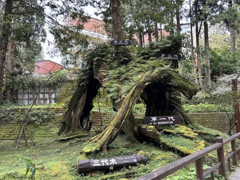 阿里山森遊漫步走(下)有夠遠的部落-里佳