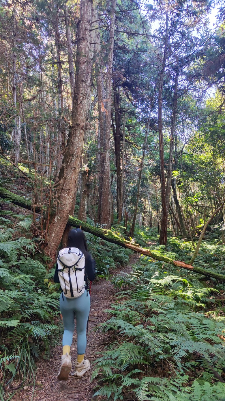 100分森林浴感 | 人潮稀少路線 | 新竹五峰 | 民都有山-面托油山