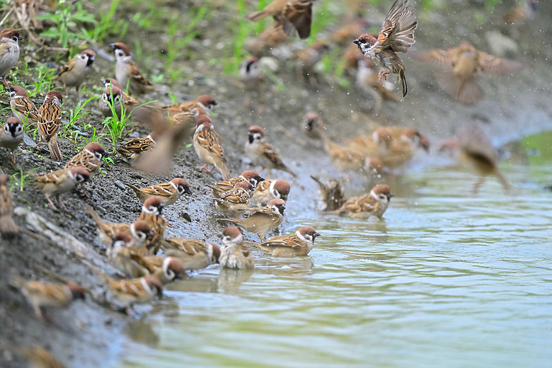 Z6III開箱Nikon 640TC南州白麻雀