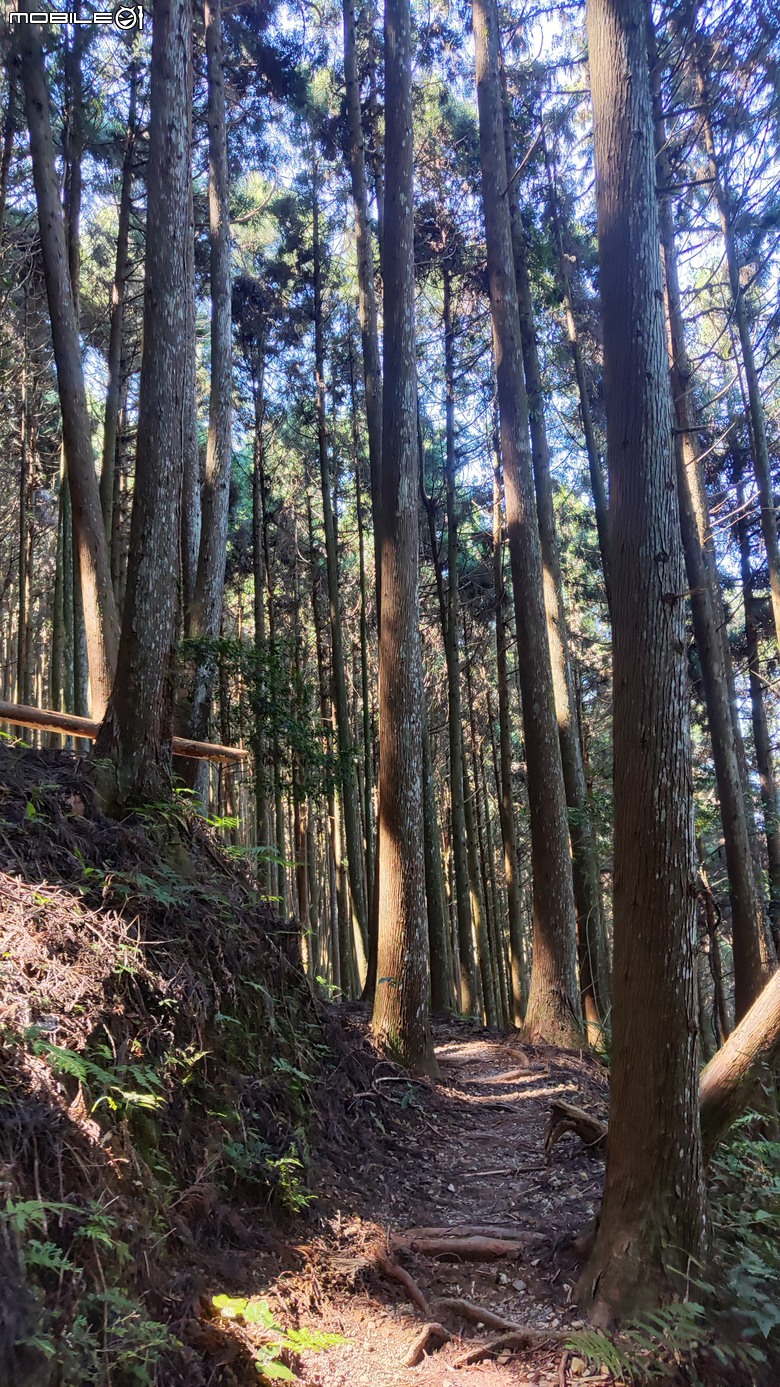 100分森林浴感 | 人潮稀少路線 | 新竹五峰 | 民都有山-面托油山