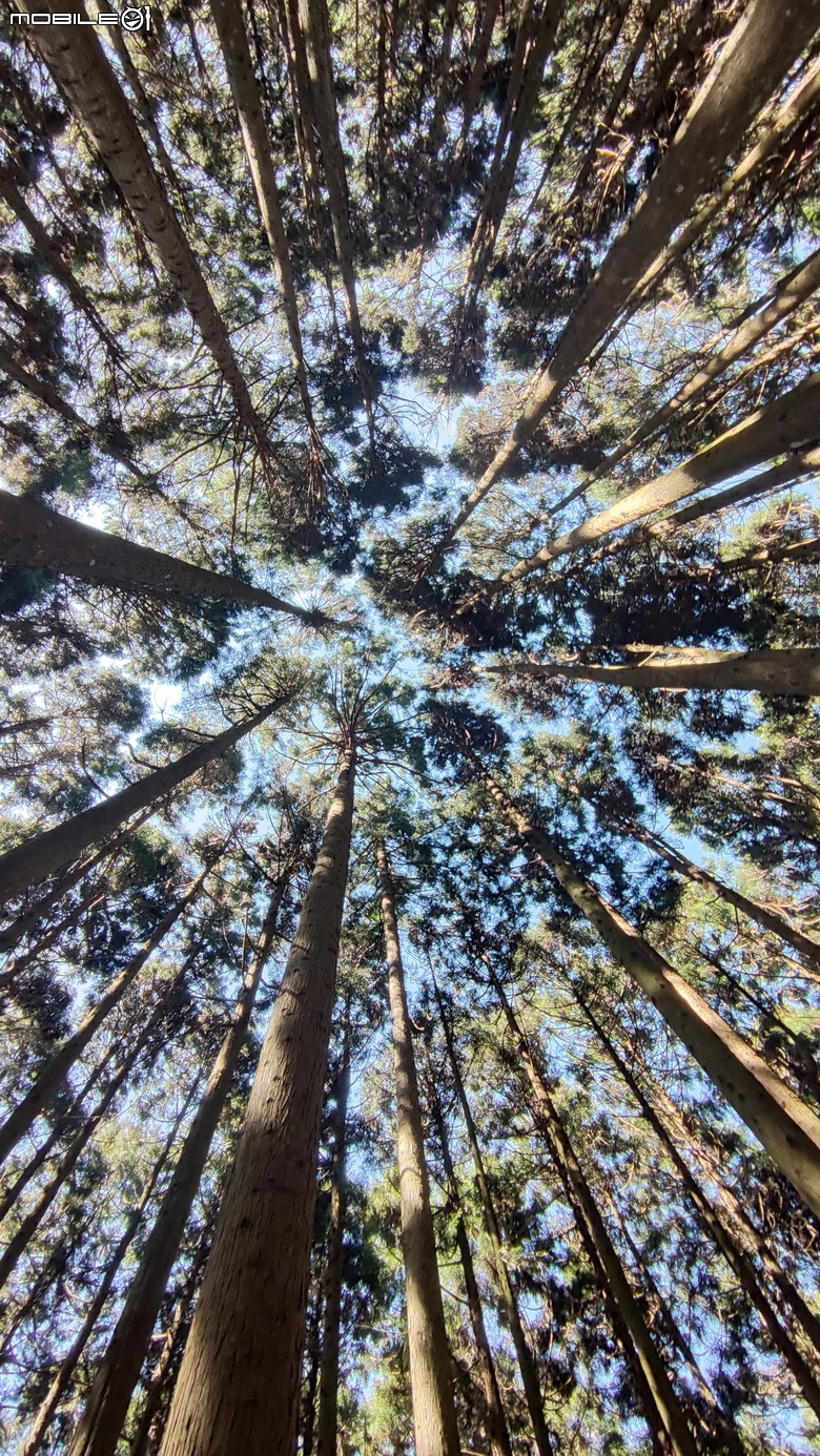 100分森林浴感 | 人潮稀少路線 | 新竹五峰 | 民都有山-面托油山