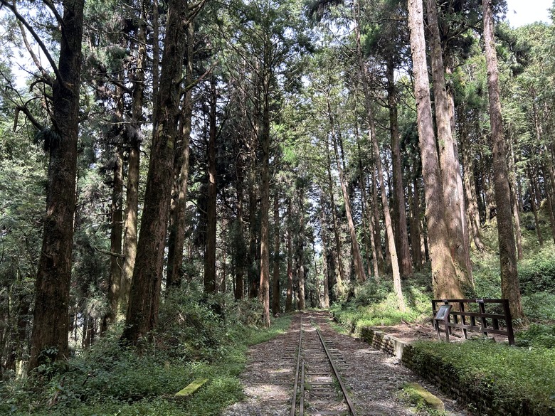 阿里山森遊健行「水山療癒步道、台灣難抵極」