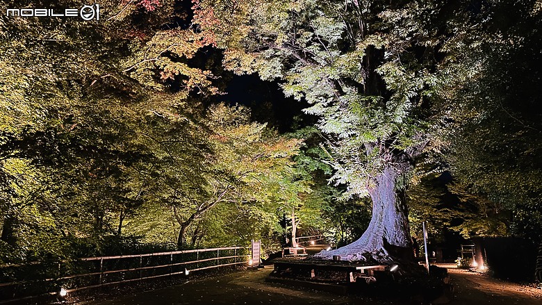 2024 京都夜間拜觀及夜拍 - 東寺、二条城 & 北野天満宮