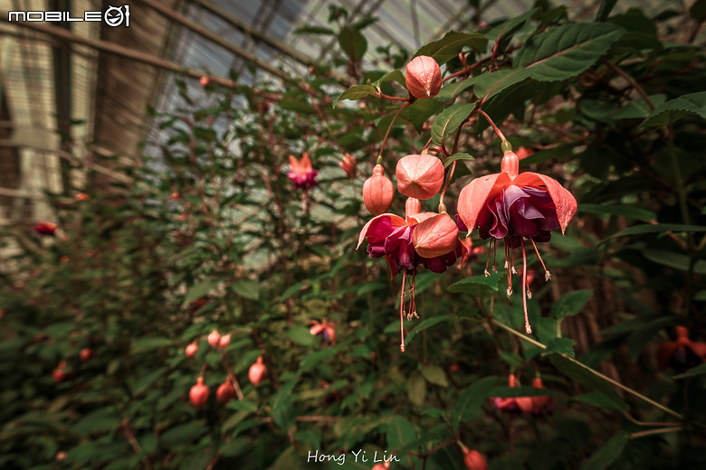 出遊分享 Canon EOS R8 ( 騎車上杉林溪)