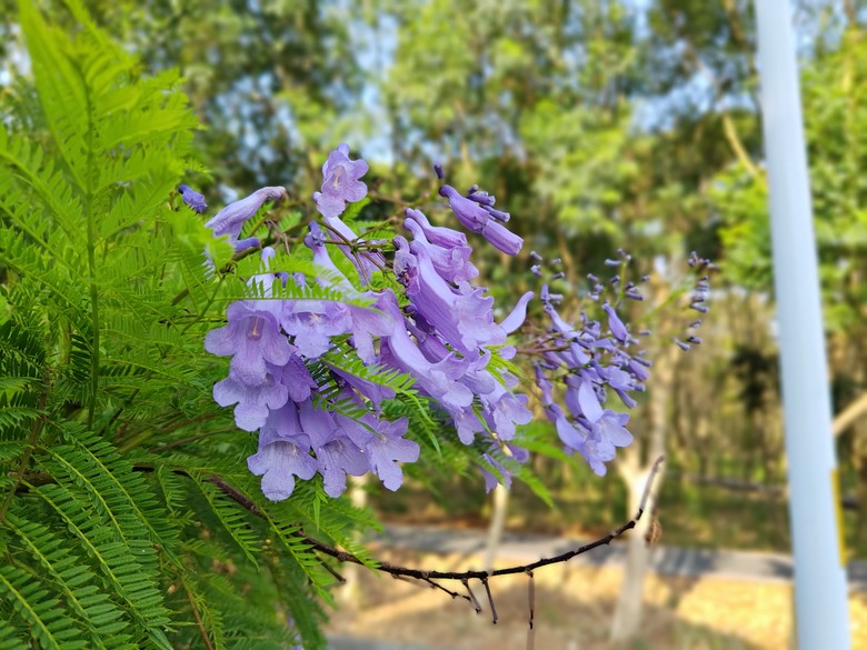【遊記】第二章，彰化有個不輸「臺北大安森林公園」的公園，溪州公園 (森林區) - 大漠國渡