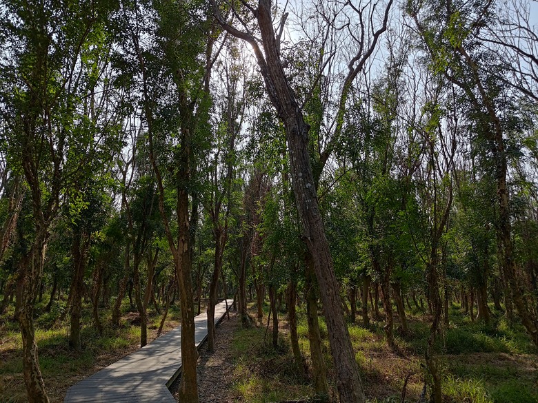【遊記】第二章，彰化有個不輸「臺北大安森林公園」的公園，溪州公園 (森林區) - 大漠國渡