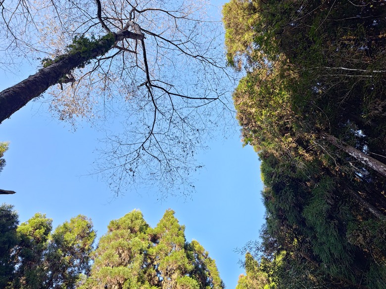 點我看大圖 【遊記】一天欣賞不完的「森林美景」,住宿是更好的選擇,杉林溪森林生態渡假園區 - 大漠國渡
