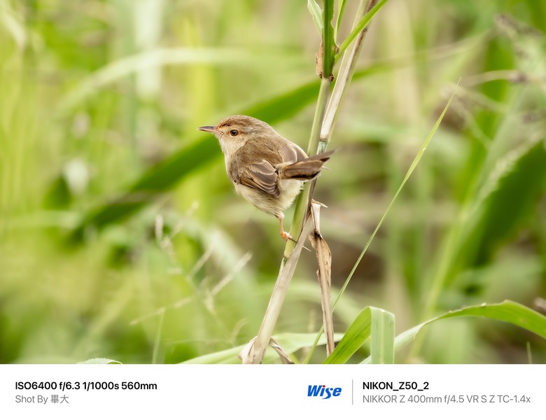 尼康NIKON Z50II二代新機評測