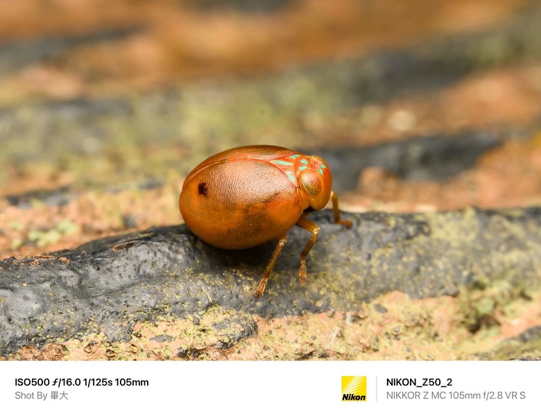 尼康NIKON Z50II二代新機評測