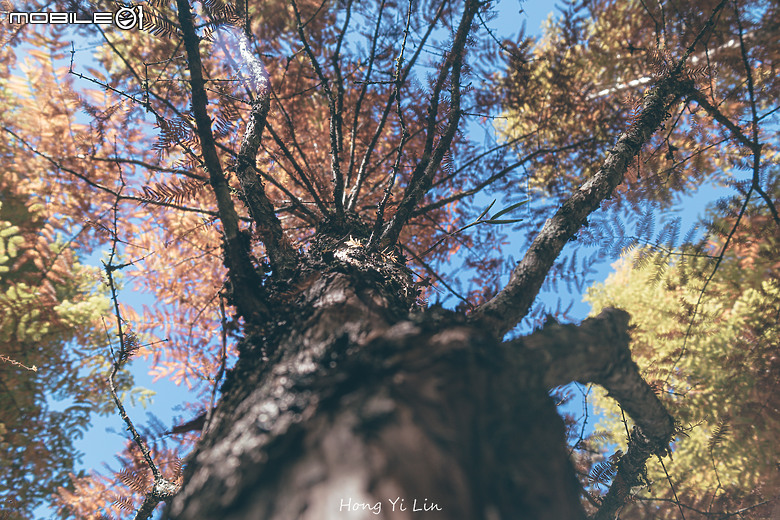 出遊分享 Canon EOS R8 ( 騎車上杉林溪)
