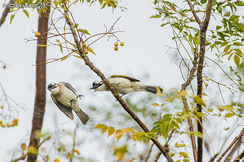 點我看大圖 出遊分享 Canon EOS R8 ( 高雄衛武營/中央公園/高雄林園工業區)