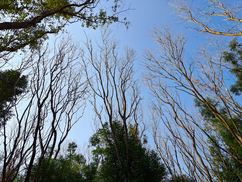 【遊記】第二章，彰化有個不輸「臺北大安森林公園」的公園，溪州公園 (森林區) - 大漠國渡