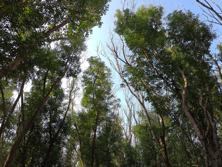 【遊記】第二章，彰化有個不輸「臺北大安森林公園」的公園，溪州公園 (森林區) - 大漠國渡